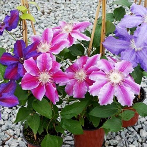 Gardenersdream - Mélange de 3 plantes grimpantes clématites - grandes plantes grimpantes à fleurs résistantes à l'hiver - GardenersDream - Image 3
