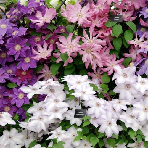 Gardenersdream - Mélange de 3 plantes grimpantes clématites - grandes plantes grimpantes à fleurs résistantes à l'hiver - GardenersDream - Image 2