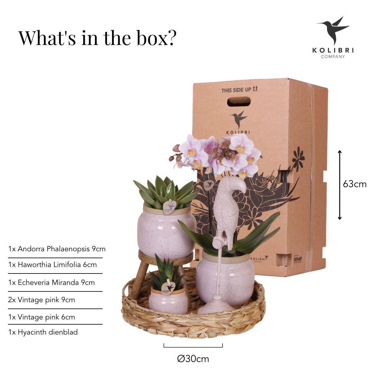 La Green Touch - Set Cadeau Romantique: Orchidée Phalaenopsis Rose et Pots en Céramique- La Green Touch - Image 3