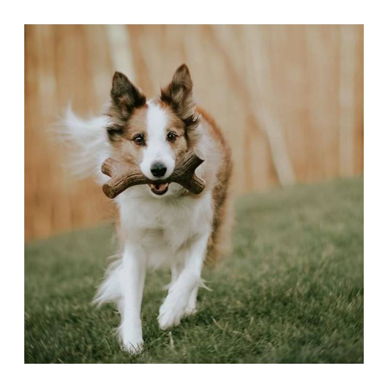 Benebone Jouet Bâton A Mâcher Pour Chien Adulte, Taille S, Saveur Bacon , Durable Et Résistant - Image 3