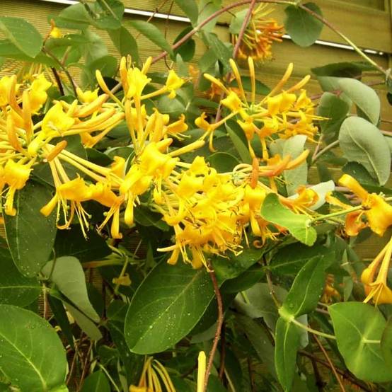 Promesse de Fleurs - Chèvrefeuille - Lonicera Mandarin® Pot de 1,5L/2L