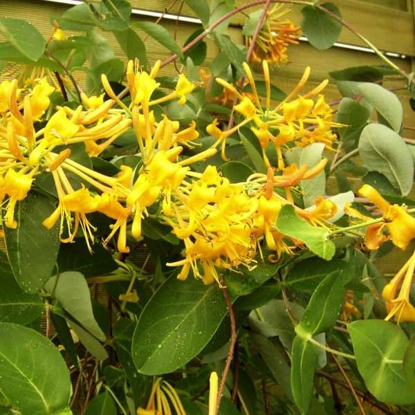 Promesse de Fleurs - Chèvrefeuille - Lonicera Mandarin® Pot de 1,5L/2L