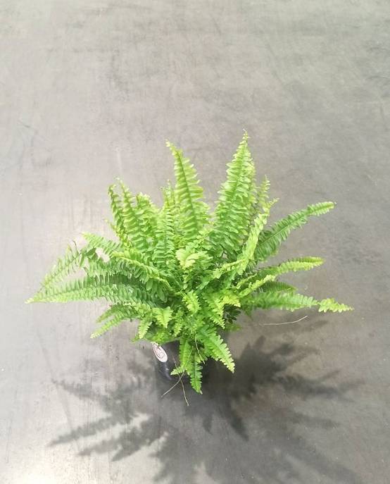 Nephrolepis Exaltata Green Lady Small D. 6cm H. 15cm - Plante d'intérieur - IndoorPoppies - Image 3