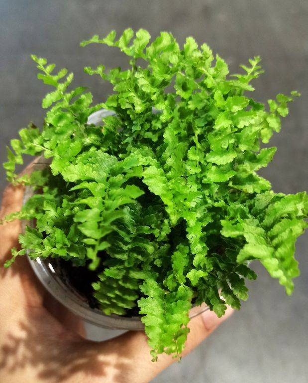 Nephrolepis Exaltata Green Lady Small D. 6cm H. 15cm - Plante d'intérieur - IndoorPoppies - Image 6