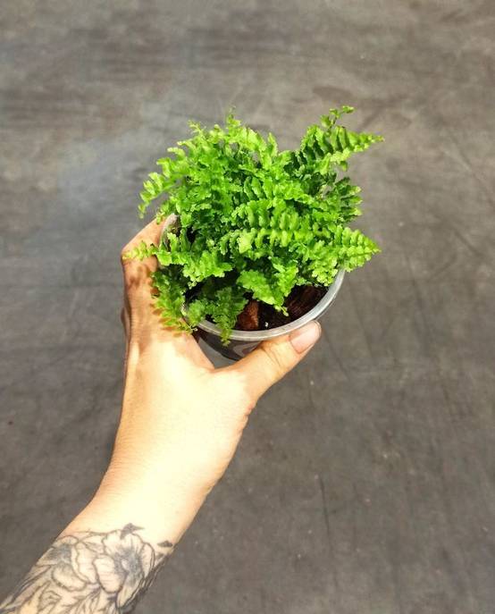 Nephrolepis Exaltata Green Lady Small D. 6cm H. 15cm - Plante d'intérieur - IndoorPoppies - Image 4