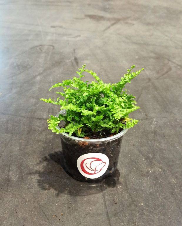 Nephrolepis Exaltata Green Lady Small D. 6cm H. 15cm - Plante d'intérieur - IndoorPoppies - Image 1