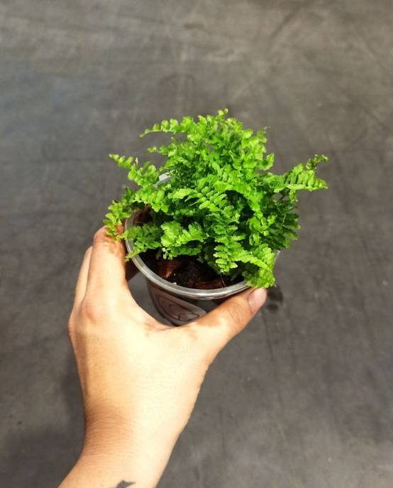 Nephrolepis Exaltata Green Lady Small D. 6cm H. 15cm - Plante d'intérieur - IndoorPoppies - Image 5