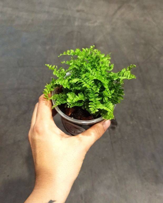 Nephrolepis Exaltata Green Lady Small D. 6cm H. 15cm - Plante d'intérieur - IndoorPoppies - Image 5