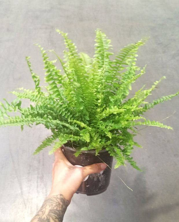 Nephrolepis Exaltata Green Lady Small D. 6cm H. 15cm - Plante d'intérieur - IndoorPoppies - Image 2