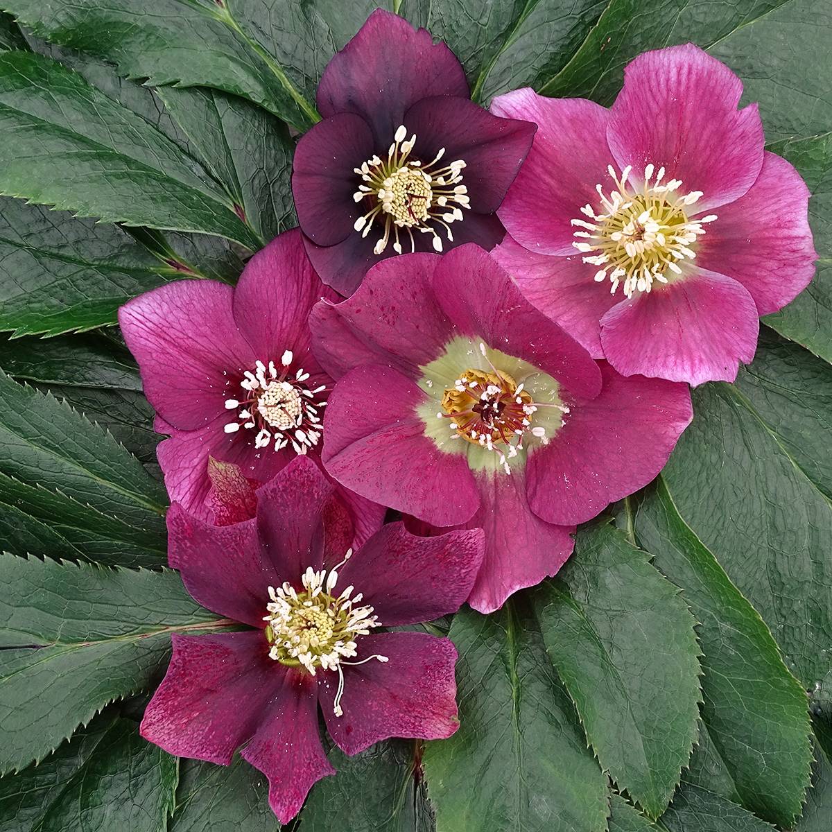 Promesse de Fleurs - Hellébore orientale Magic Rouge Pot de 2L/3L