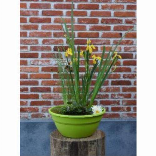 Moerings - Kit de 3 plantes aquatiques en mini-bassin - Gris anthracite - Image 4
