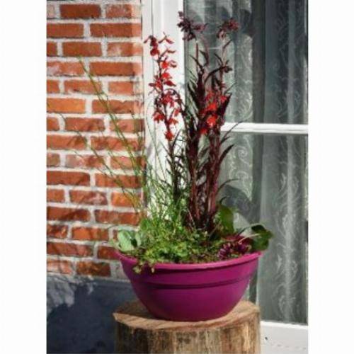 Moerings - Kit de 3 plantes aquatiques en mini-bassin - Gris anthracite - Image 2
