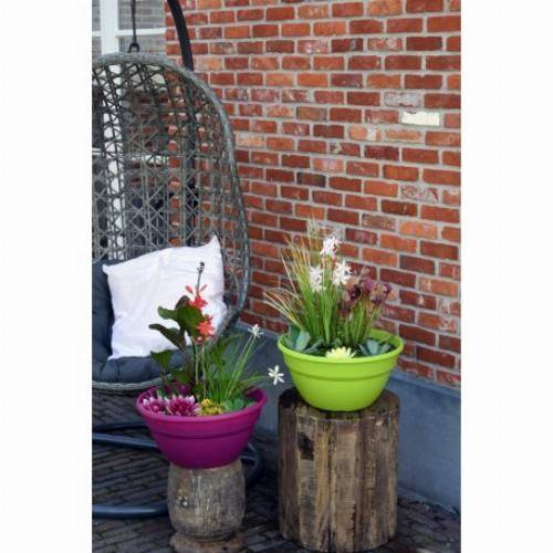 Moerings - Kit de 3 plantes aquatiques en mini-bassin - Gris anthracite - Image 5
