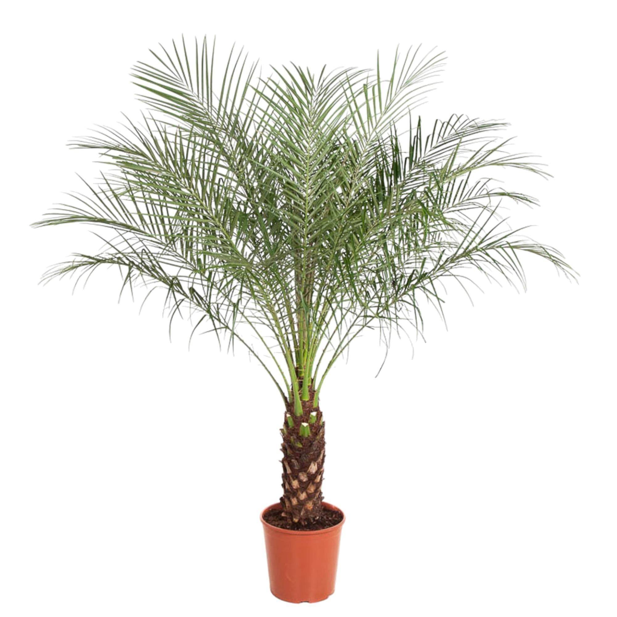 Phoenix Roebelenii 150cm - Plante d'intérieur- La Green Touch - Image 1