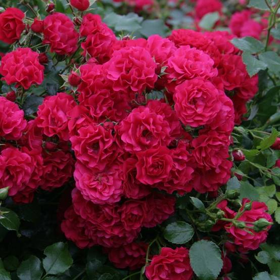 Rosier Sans Contraintes Toscana / Gärtnerfreude Pot de 3L/4L