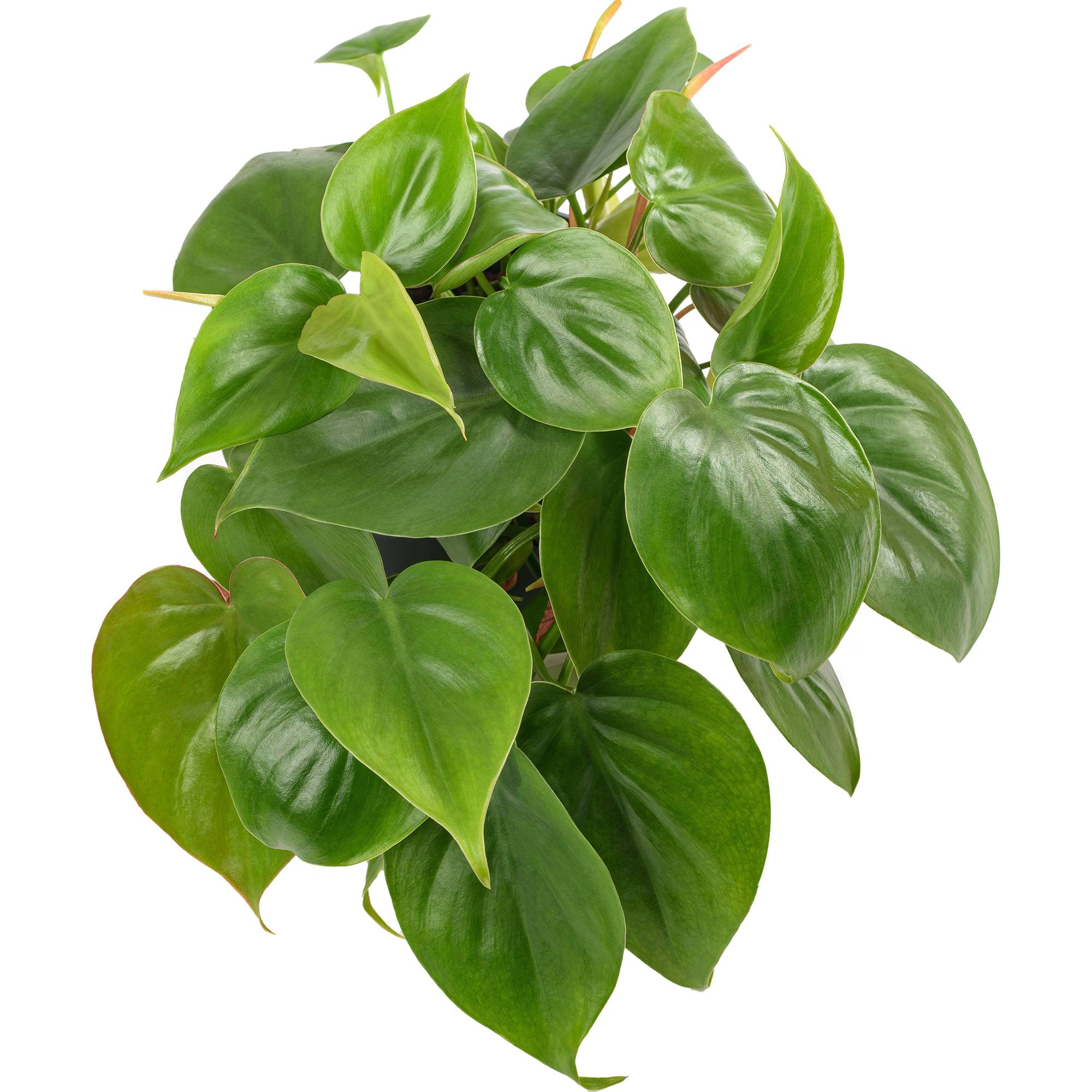 Gardenersdream - Philodendron Scandens | Plante Grimpante À Croissance Rapide | Plante Suspendue De 15 Cm - GardenersDream - Image 1