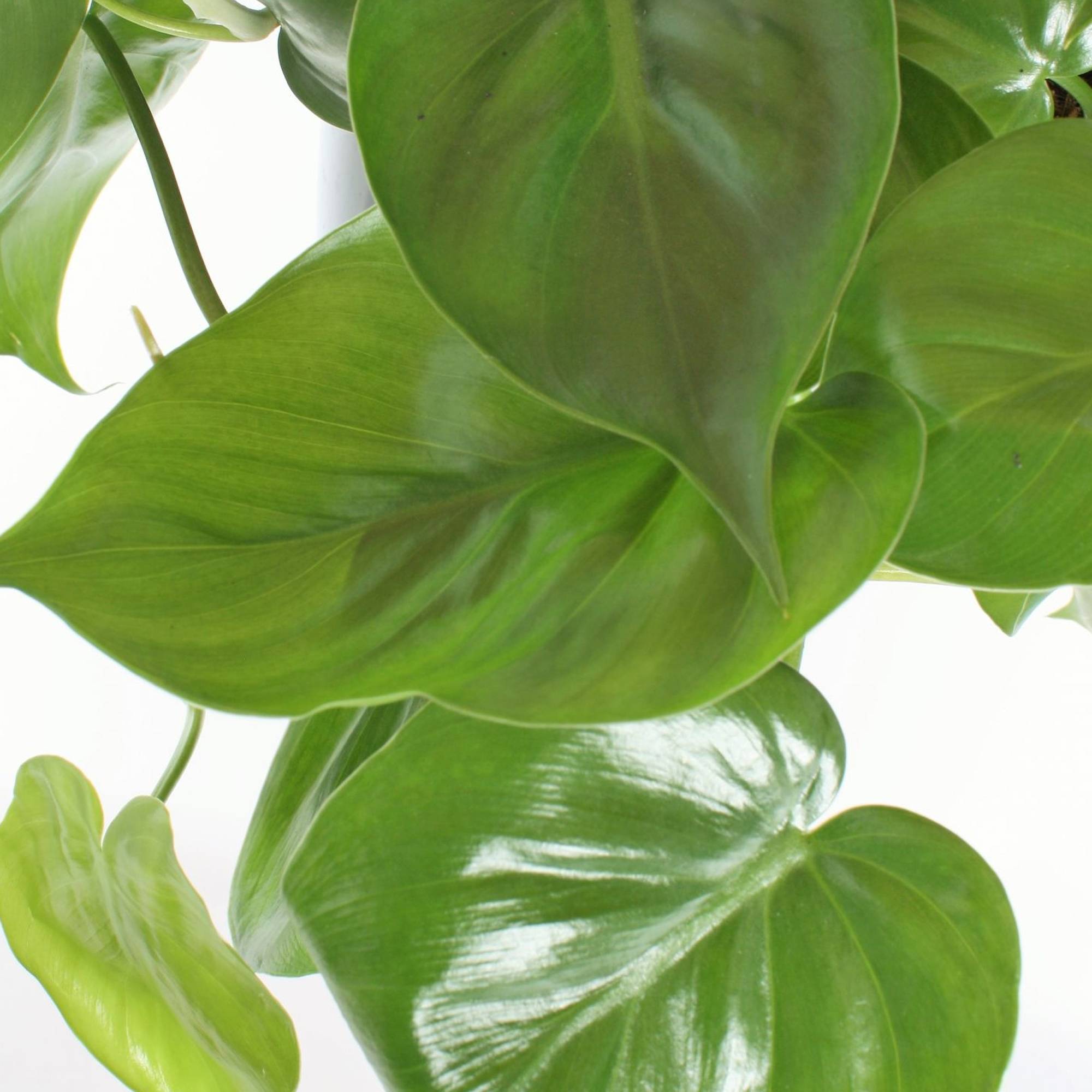 Gardenersdream - Philodendron Scandens | Plante Grimpante À Croissance Rapide | Plante Suspendue De 15 Cm - GardenersDream - Image 3