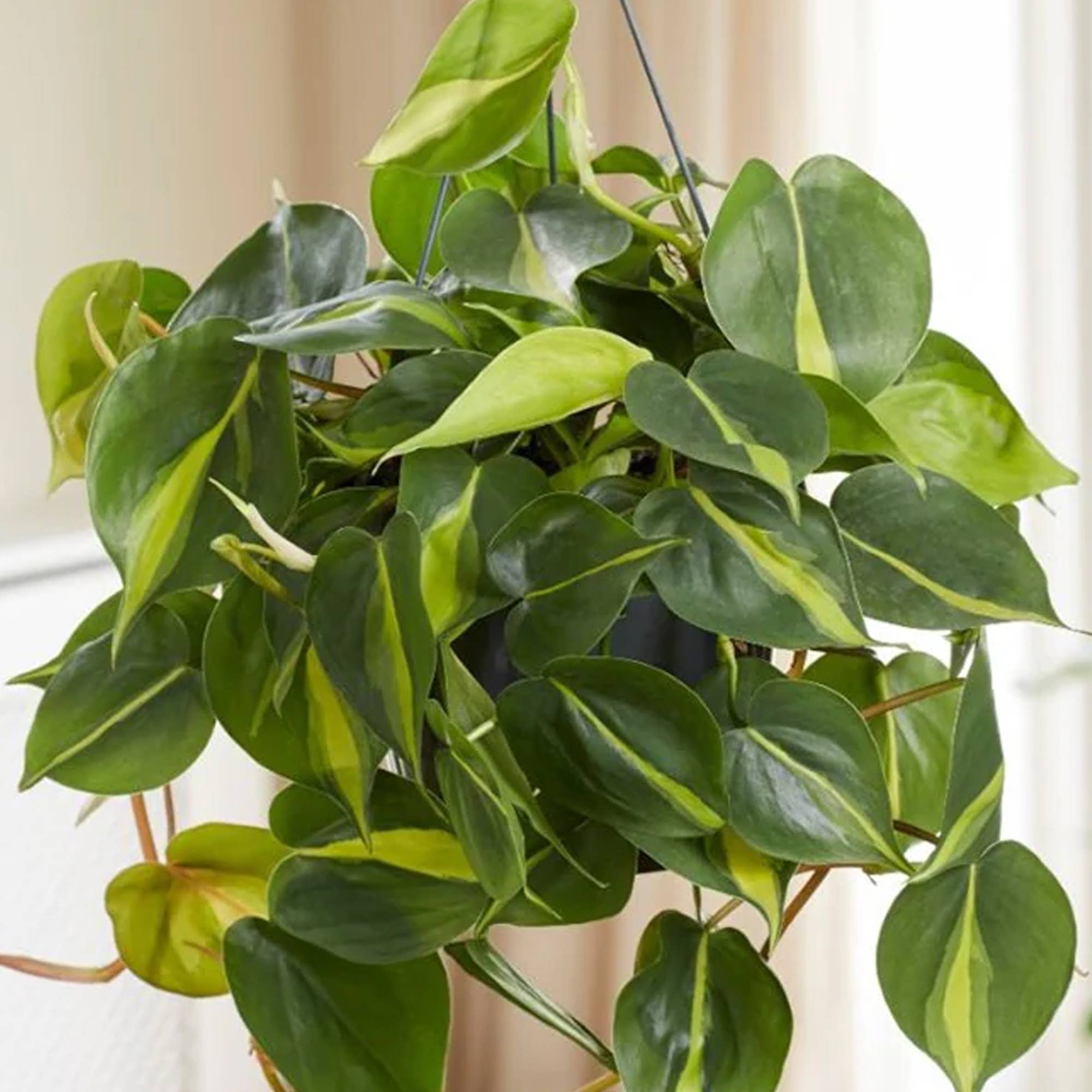 Gardenersdream - Philodendron Scandens | Plante Grimpante À Croissance Rapide | Plante Suspendue De 15 Cm - GardenersDream - Image 2