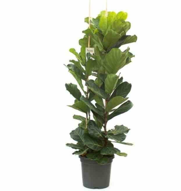 Sans Marque - Ficus lyrata (Ficus Lyre) Taille:Pot de 25L- 125/150cm - Image 3