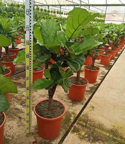 Sans Marque - Ficus lyrata (Ficus Lyre) Taille:Pot de 25L- 125/150cm - Image 1