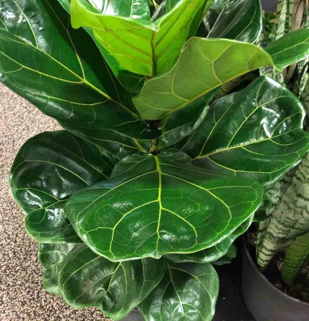 Sans Marque - Ficus lyrata (Ficus Lyre) Taille:Pot de 25L- 125/150cm - Image 2