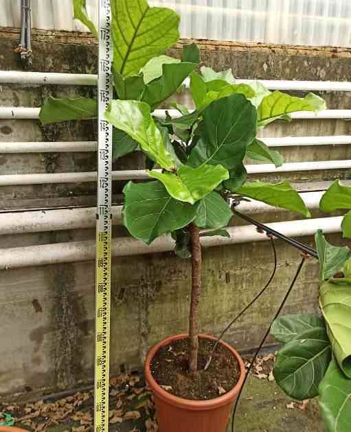 Sans Marque - Ficus lyrata (Ficus Lyre) Taille:Pot de 25L- 125/150cm - Image 5