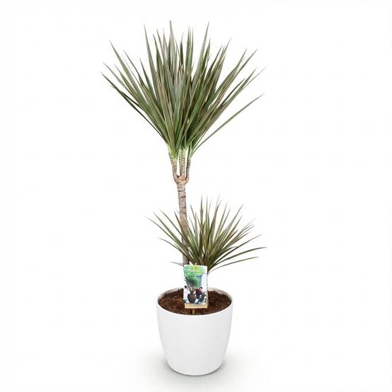 Dracaena Marginata Bicolor - H95cm - Image 4