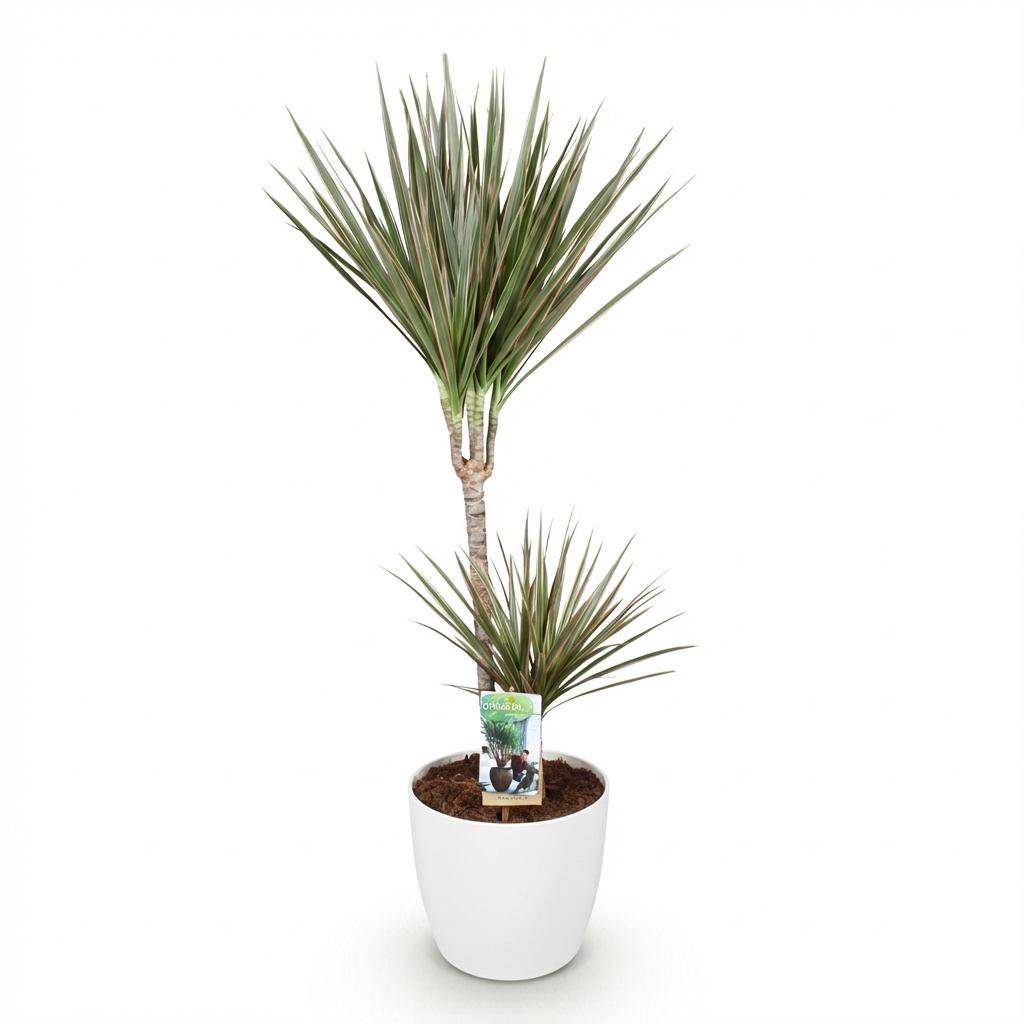 Dracaena Marginata Bicolor - H95cm - Image 4
