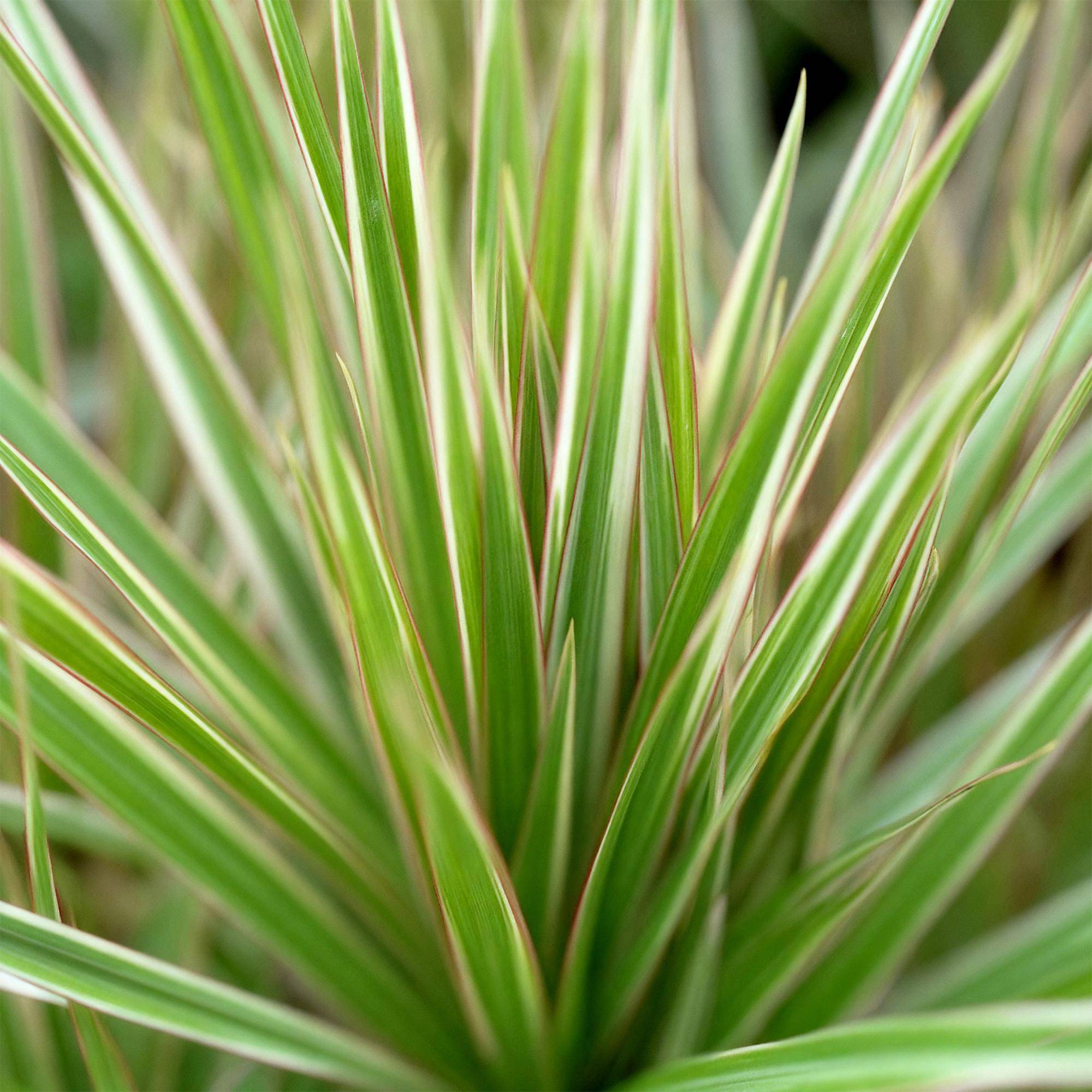 Dracaena Marginata Bicolor - H95cm - Image 5