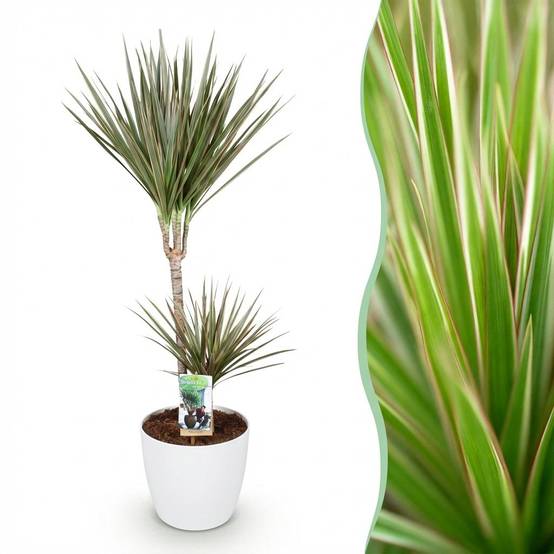 Dracaena Marginata Bicolor - H95cm - Image 3