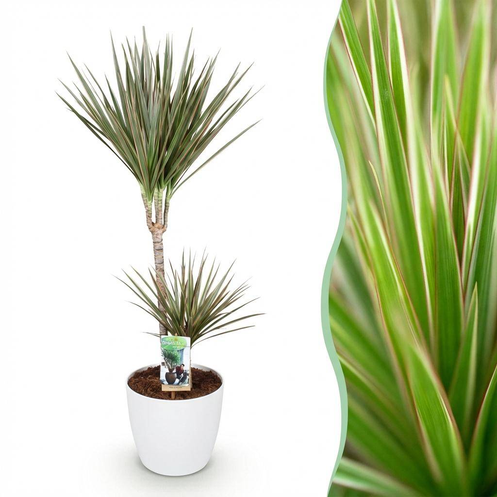 Dracaena Marginata Bicolor - H95cm - Image 3