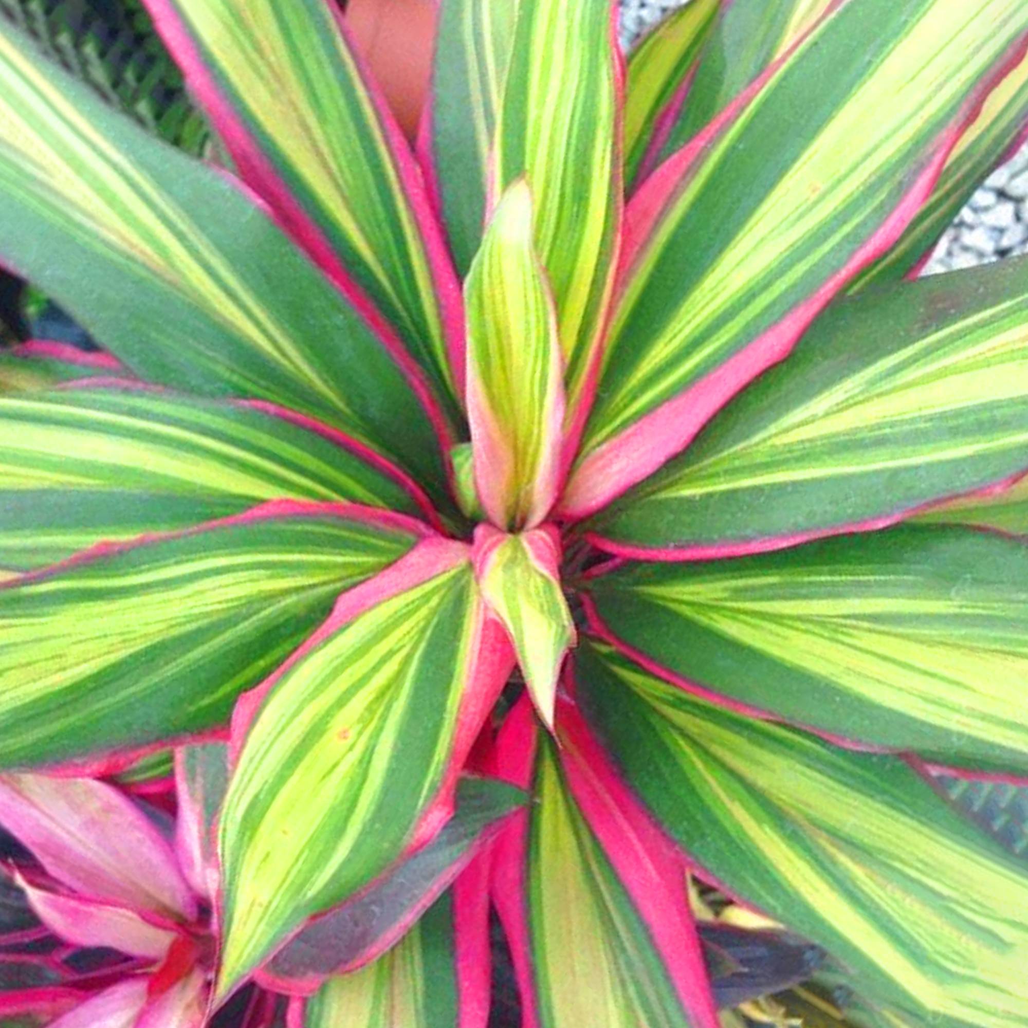 Gardenersdream - Cordyline Kiwi - Plante D'Intérieur Colorée En Pot | Épinard Hawaïen De 30 À 40 Cm - GardenersDream - Image 1
