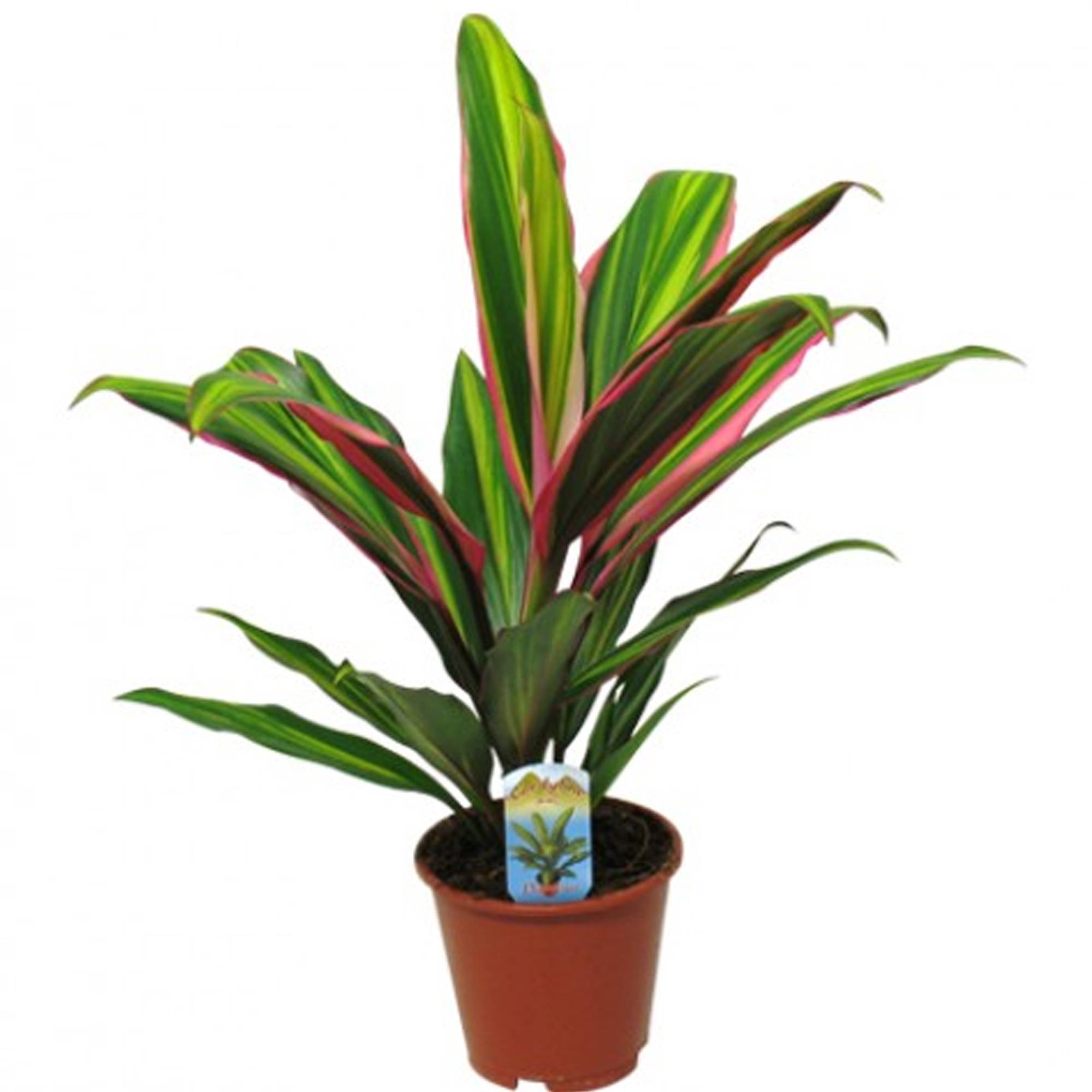 Gardenersdream - Cordyline Kiwi - Plante D'Intérieur Colorée En Pot | Épinard Hawaïen De 30 À 40 Cm - GardenersDream - Image 2