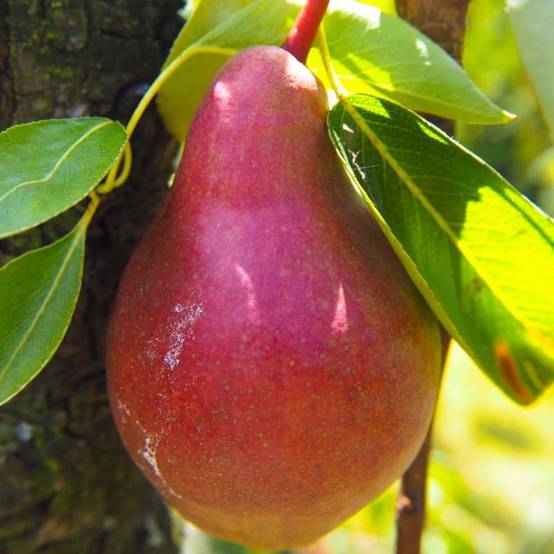 Poirier 'Dr Jules Guyot' (Pyrus communis 'Dr Jules Guyot') - Scion de 100cm - Pépinières Naudet - Image 1