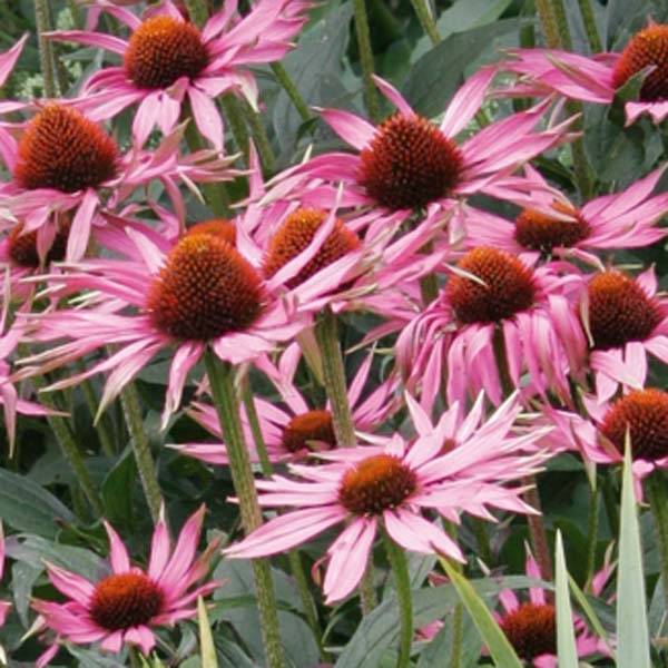 Echinacea Maxima - Echinacée Godet de 8/9 cm