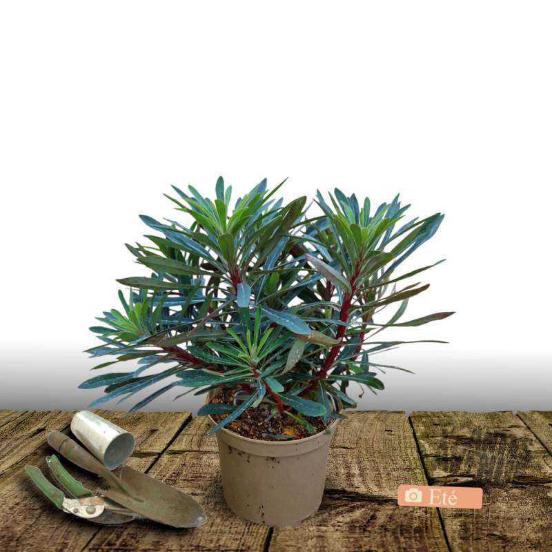 Euphorbe des bois Robbiae à fleurs Jaune/Vert - feuillage Persistant - Pot de 3L - 40/60 cm - Image 3
