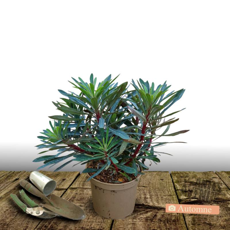 Euphorbe des bois Robbiae à fleurs Jaune/Vert - feuillage Persistant - Pot de 3L - 40/60 cm - Image 2
