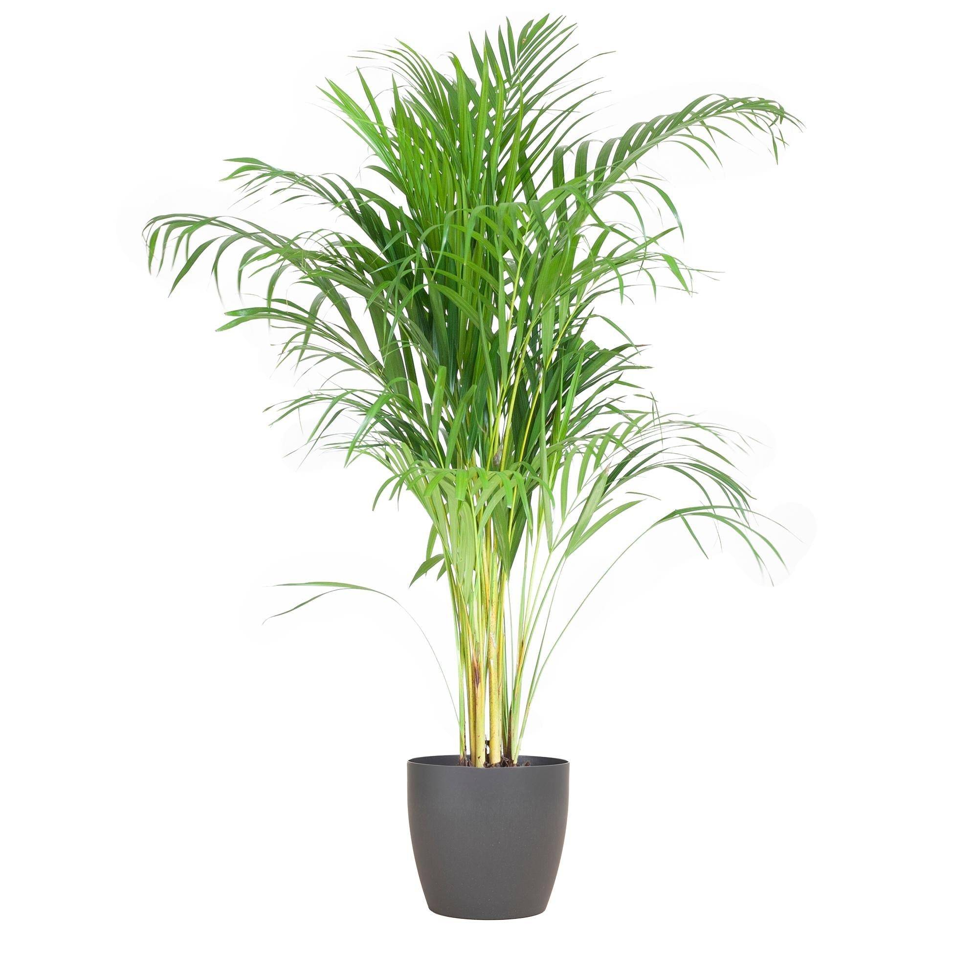 Palmier Areca et son pot- La Green Touch Gris - Hauteur 100cm