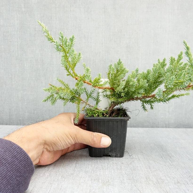 Promesse de Fleurs - Genévrier écailleux - Juniperus squamata Blue Carpet Godet de 7/8 cm