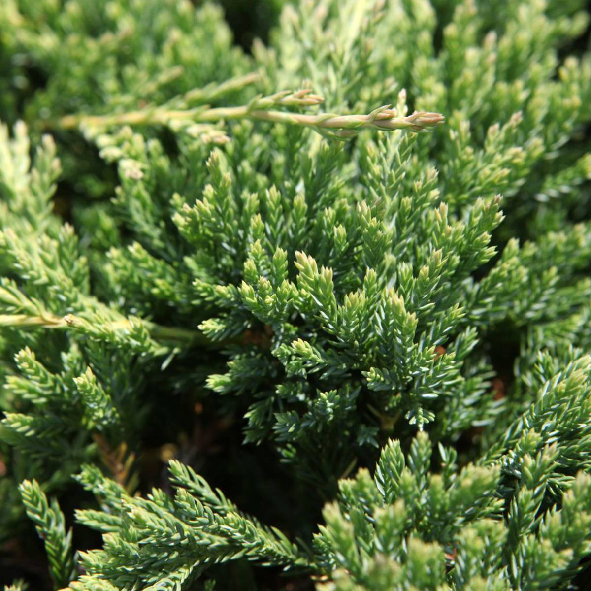 Promesse de Fleurs - Genévrier horizontal - Juniperus horizontalis Prince Of Wales Pot de 2L/3L - Image 1