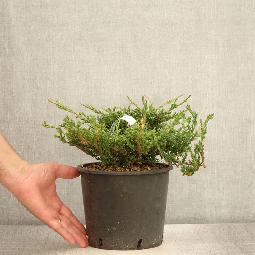 Promesse de Fleurs - Genévrier horizontal - Juniperus horizontalis Prince Of Wales Pot de 2L/3L - Image 2