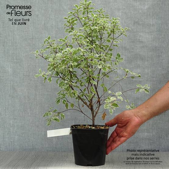 Pittosporum tenuifolium Variegatum Pot de 2L/3L - Image 2