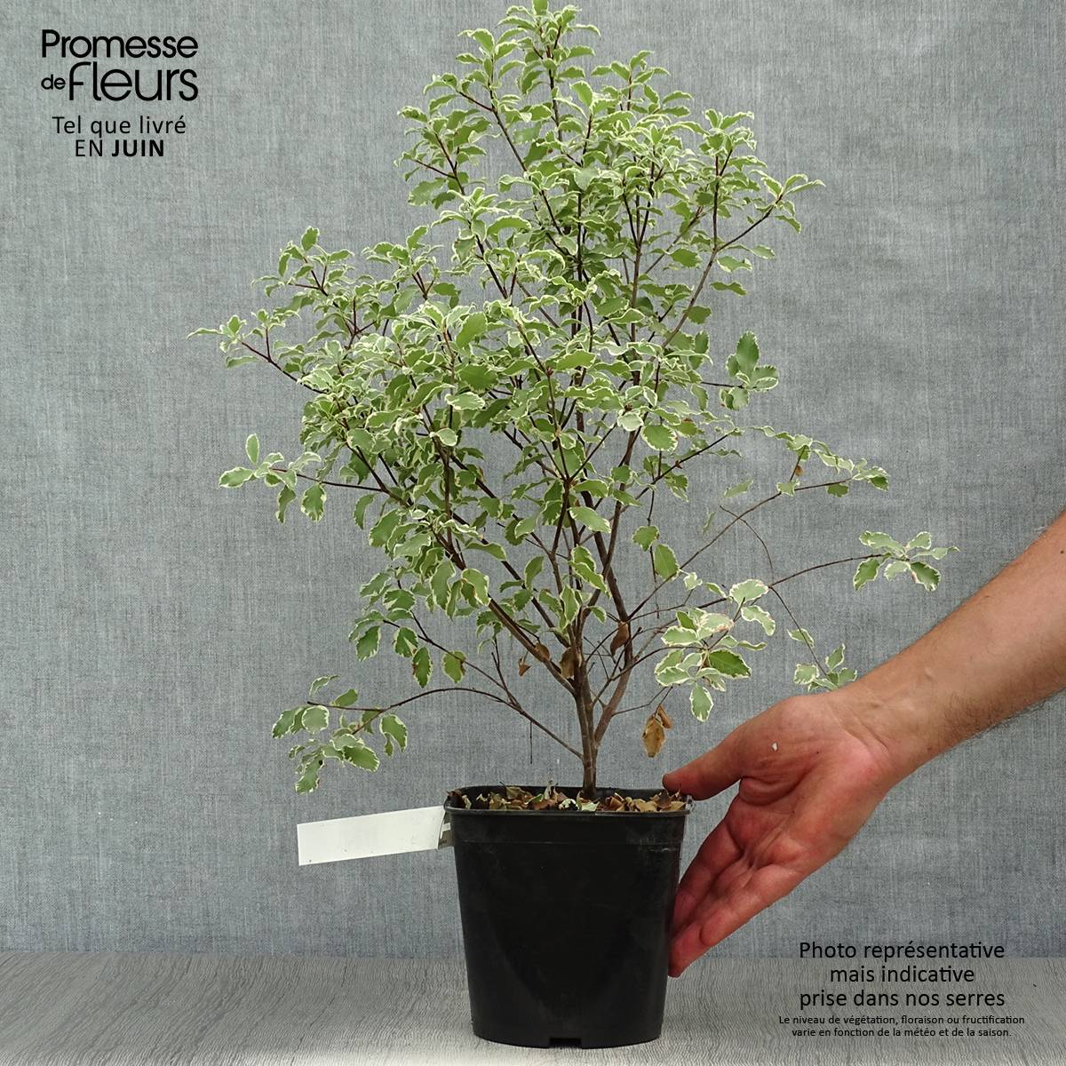 Pittosporum tenuifolium Variegatum Pot de 2L/3L - Image 2