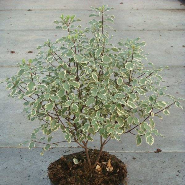 Pittosporum tenuifolium Variegatum Pot de 2L/3L - Image 1