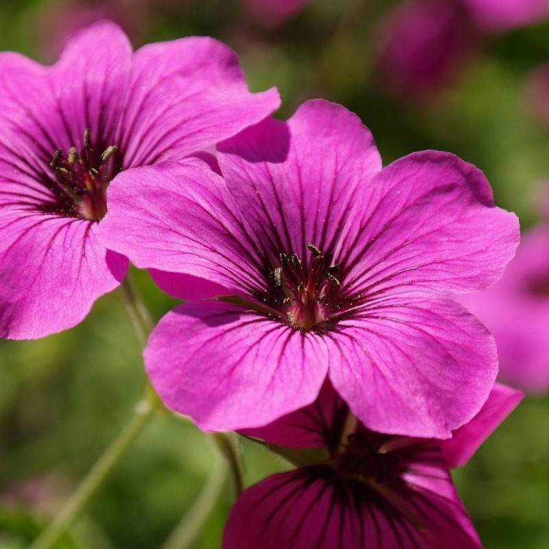 Géranium vivace Patricia à fleurs Rose/Violette - feuillage Persistant - Pot de 3L - 20/40 cm - Image 1