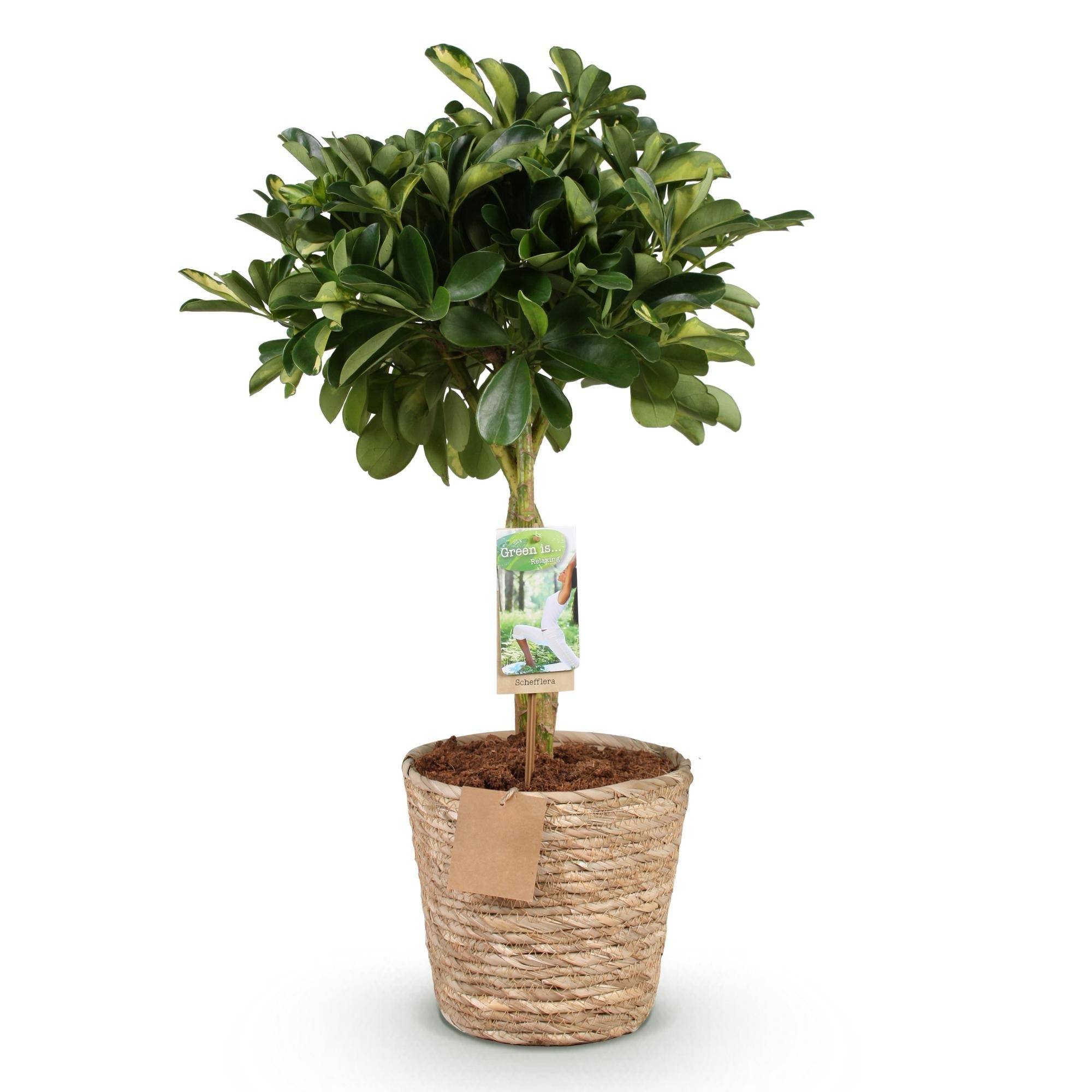 Schefflera Gold Capelle - D21 H80cm - Image 4