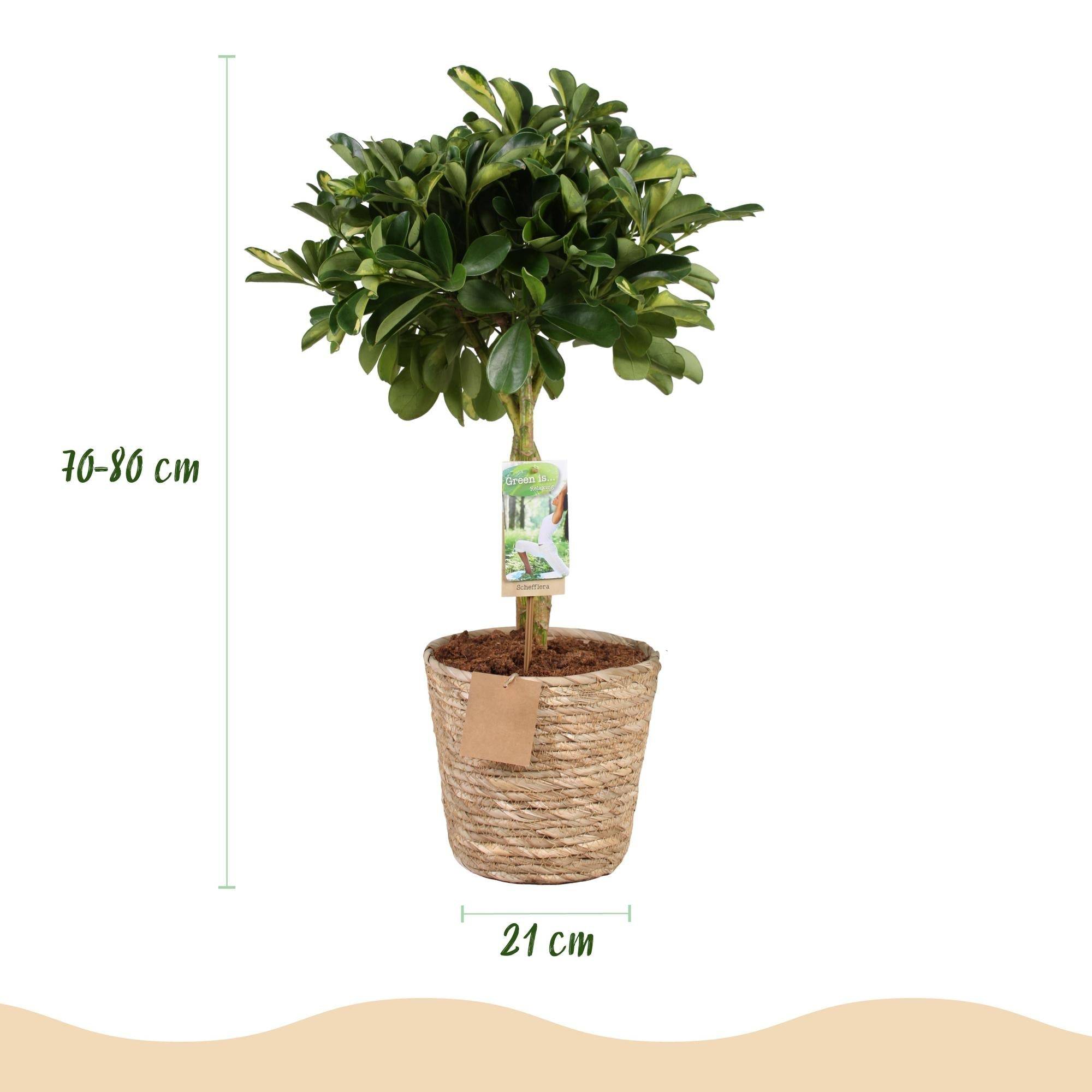 Schefflera Gold Capelle - D21 H80cm - Image 2