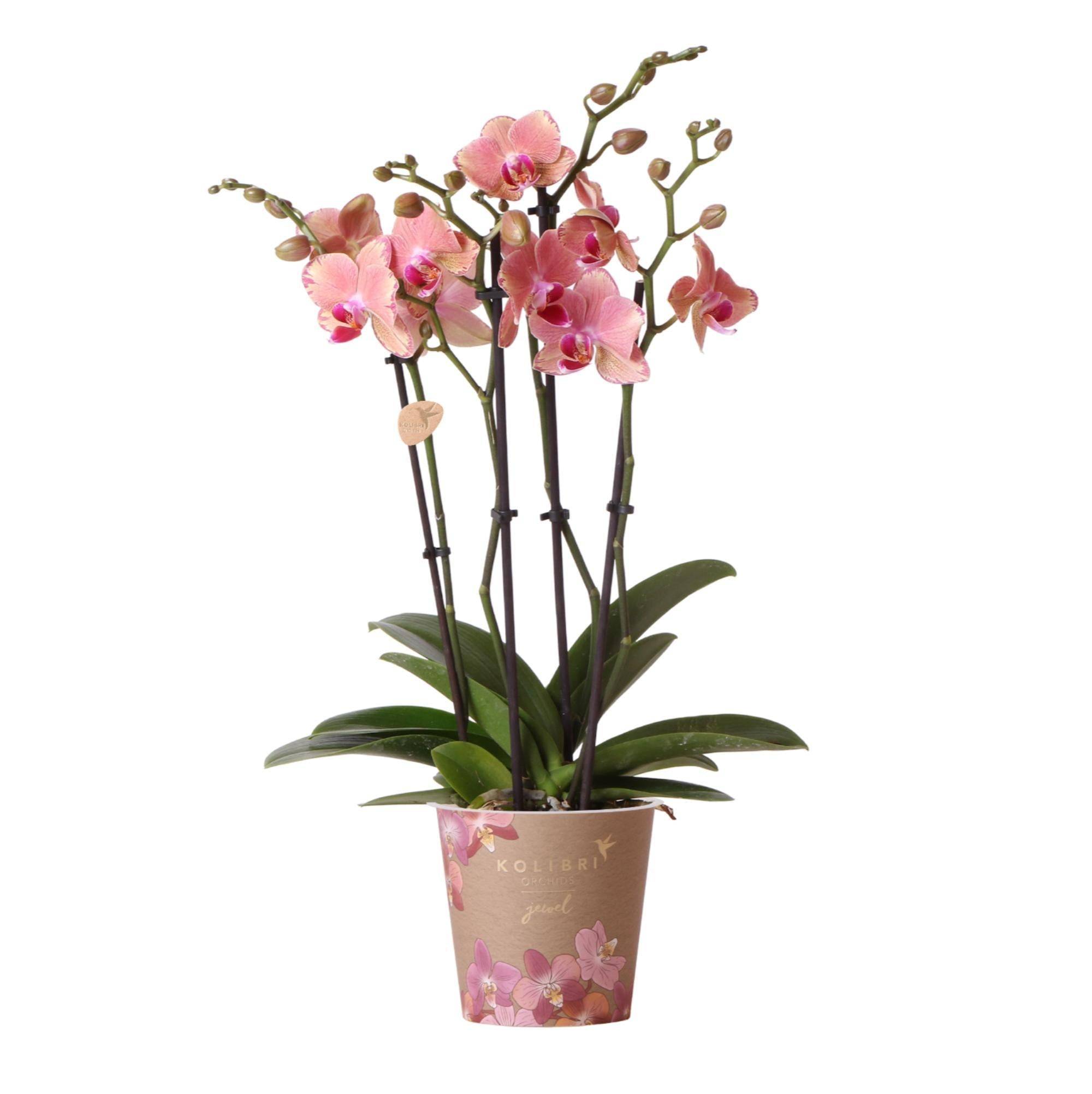 La Green Touch - Orchidée Phalaenopsis Orange-Rose Jewel Pirate Picotee 45cm - Plante d'intérieur- La Green Touch - Image 1
