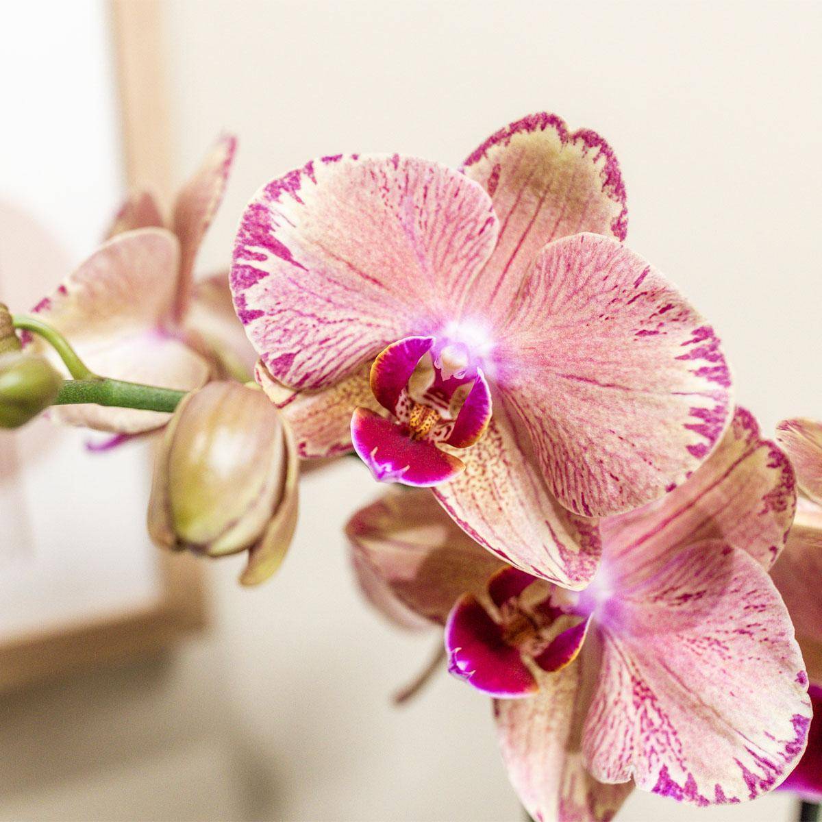 La Green Touch - Orchidée Phalaenopsis Orange-Rose Jewel Pirate Picotee 45cm - Plante d'intérieur- La Green Touch - Image 3