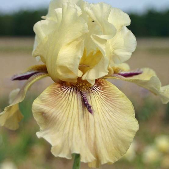 Iris germanica Thornbird Godet de 8/9 cm